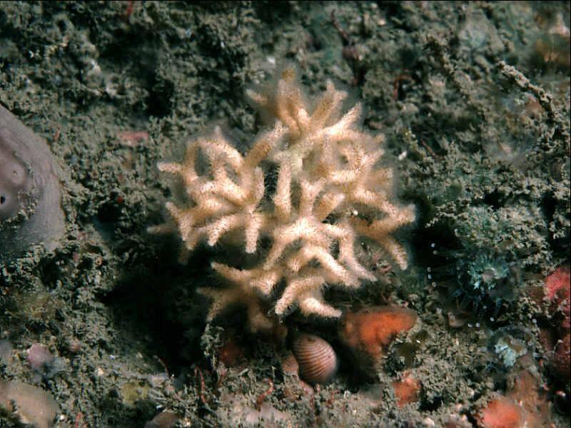 Omalosecosa ramulosa